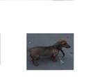 Собаки, щенята Гладкошерста такса, ціна 1 Грн., Фото