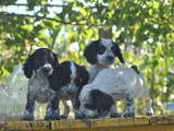Собаки, щенята Російський спаніель, ціна 650 Грн., Фото