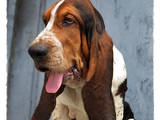 Собаки, щенята Бассет, ціна 25000 Грн., Фото