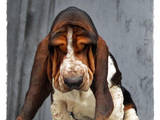 Собаки, щенки Бассет, цена 25000 Грн., Фото