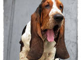 Собаки, щенята Бассет, ціна 25000 Грн., Фото