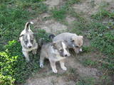 Собаки, щенки Западно-Сибирская лайка, цена 700 Грн., Фото