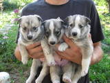 Собаки, щенки Западно-Сибирская лайка, цена 700 Грн., Фото
