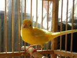 Попугаи и птицы Канарейки, цена 550 Грн., Фото