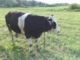 Животноводство,  Сельхоз животные Крупно-рогатый скот, цена 14500 Грн., Фото