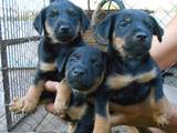 Собаки, щенки Ягдтерьер, цена 1000 Грн., Фото