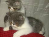 Кішки, кошенята Екзотична короткошерста, ціна 17000 Грн., Фото