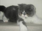 Кішки, кошенята Екзотична короткошерста, ціна 17000 Грн., Фото