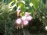 Домашні рослини Кактуси, ціна 50 Грн., Фото
