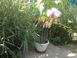 Домашние растения Кактусы, цена 50 Грн., Фото