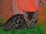 Кошки, котята Бенгальская, цена 1000 Грн., Фото