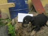 Собаки, щенки Стаффордширский бультерьер, цена 600 Грн., Фото