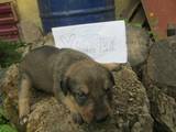 Собаки, щенята Стаффордширський бультер'єр, ціна 600 Грн., Фото