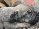 Собаки, щенки Стаффордширский бультерьер, цена 600 Грн., Фото