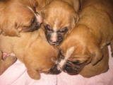 Собаки, щенки Боксер, цена 1500 Грн., Фото