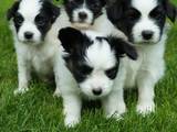 Собаки, щенки Папильон, цена 10000 Грн., Фото