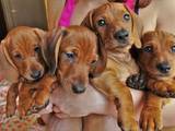 Собаки, щенки Гладкошерстная такса, цена 1000 Грн., Фото