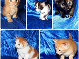 Кішки, кошенята Європейська короткошерста, ціна 50 Грн., Фото