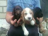Собаки, щенки Английский спрингер спаниель, цена 650 Грн., Фото