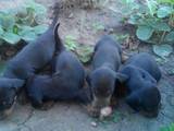 Собаки, щенята Гладкошерста такса, ціна 800 Грн., Фото