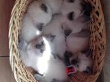 Кішки, кошенята Сіамська, ціна 250 Грн., Фото