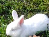 Животноводство,  Сельхоз животные Кролики, Нутрии, цена 100 Грн., Фото