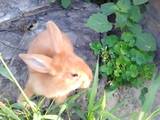 Тваринництво,  Сільгосп тварини Кролики, Нутрії, ціна 100 Грн., Фото
