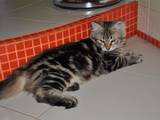 Кішки, кошенята Сибірська, ціна 5000 Грн., Фото
