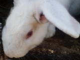 Тваринництво Кролівництво, ціна 300 Грн., Фото