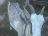 Животноводство,  Сельхоз животные Козы, цена 1500 Грн., Фото