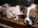 Собаки, щенки Английский бульдог, цена 12000 Грн., Фото