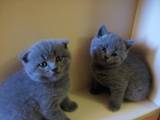 Кішки, кошенята Шотландська висловуха, ціна 900 Грн., Фото