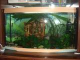 Рибки, акваріуми Акваріуми і устаткування, ціна 1400 Грн., Фото