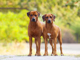Собаки, щенята Родезійського ріджбек, ціна 25000 Грн., Фото