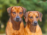 Собаки, щенки Родезийский риджбек, цена 25000 Грн., Фото