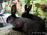 Грызуны Кролики, цена 300 Грн., Фото