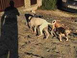 Собаки, щенята Салюк, ціна 5000 Грн., Фото