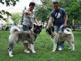 Собаки, щенки Американский акита, цена 37000 Грн., Фото