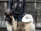 Собаки, щенята Американський акіта, ціна 37000 Грн., Фото