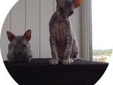 Кішки, кошенята Донський сфінкс, ціна 4000 Грн., Фото