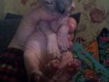 Кошки, котята Донской сфинкс, цена 3500 Грн., Фото