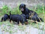Собаки, щенки Неизвестная порода, цена 800 Грн., Фото