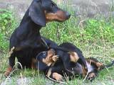 Собаки, щенята Невідома порода, ціна 800 Грн., Фото