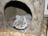 Кішки, кошенята Шотландська висловуха, ціна 500 Грн., Фото