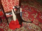 Кошки, котята Ориентальная, цена 10 Грн., Фото