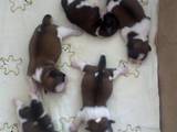 Собаки, щенки Ши-тцу, цена 300 Грн., Фото