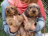 Собаки, щенки Жесткошерстная такса, цена 3500 Грн., Фото