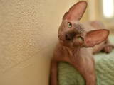 Кошки, котята Канадский сфинкс, цена 10000 Грн., Фото