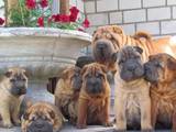 Собаки, щенята Шарпей, ціна 3500 Грн., Фото