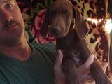 Собаки, щенята Німецька гладкошерста лягава, ціна 5000 Грн., Фото